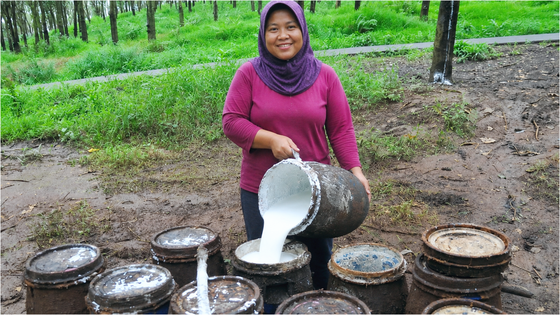 Harga Karet Dunia Bergejolak, Pasar Dibayangi Risiko Koreksi di Tengah Dukungan Cuaca dan EUDR