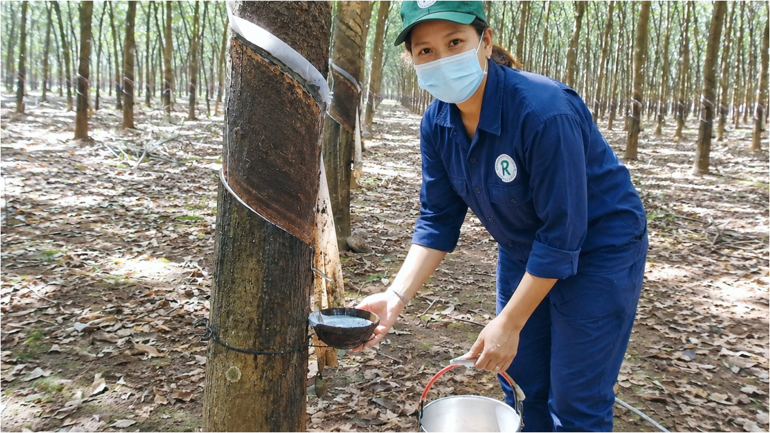 Harga Karet Berpeluang Bangkit, Rebound Teknikal Muncul di Awal Pekan di Tengah Memanasnya Konflik AS-Iran