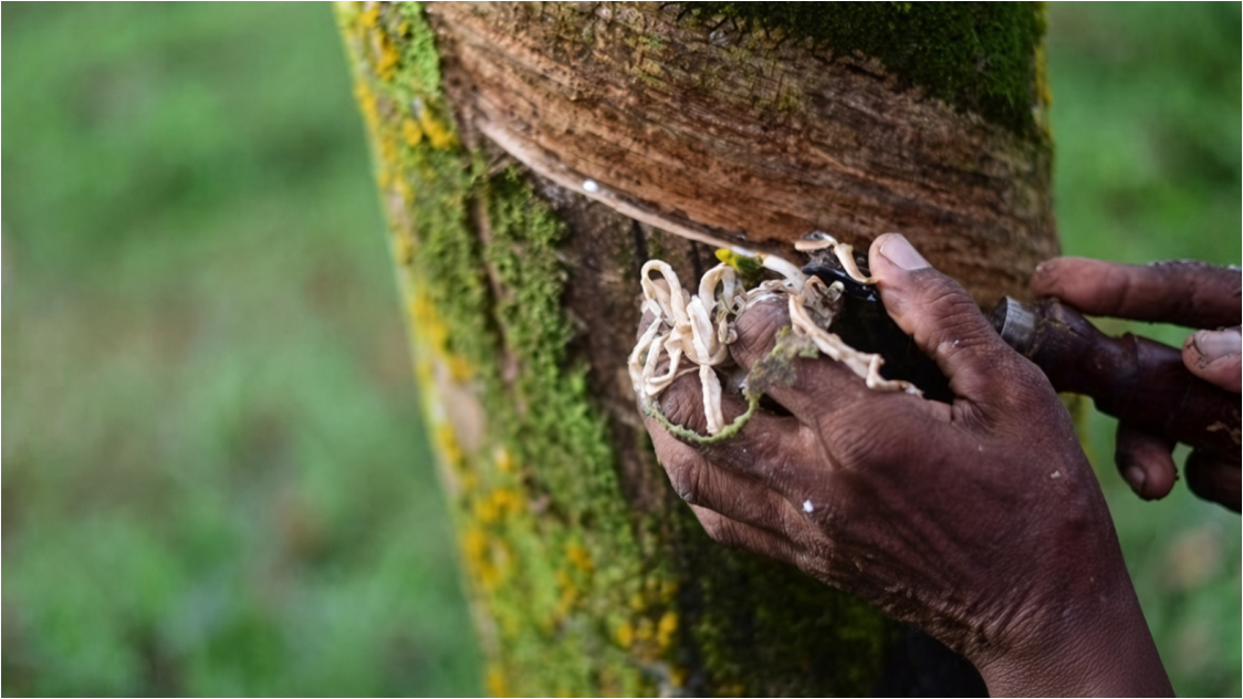 Will Rubber Prices Surge Again? Global Inventories Keep Shrinking as TSR20 Opens Higher