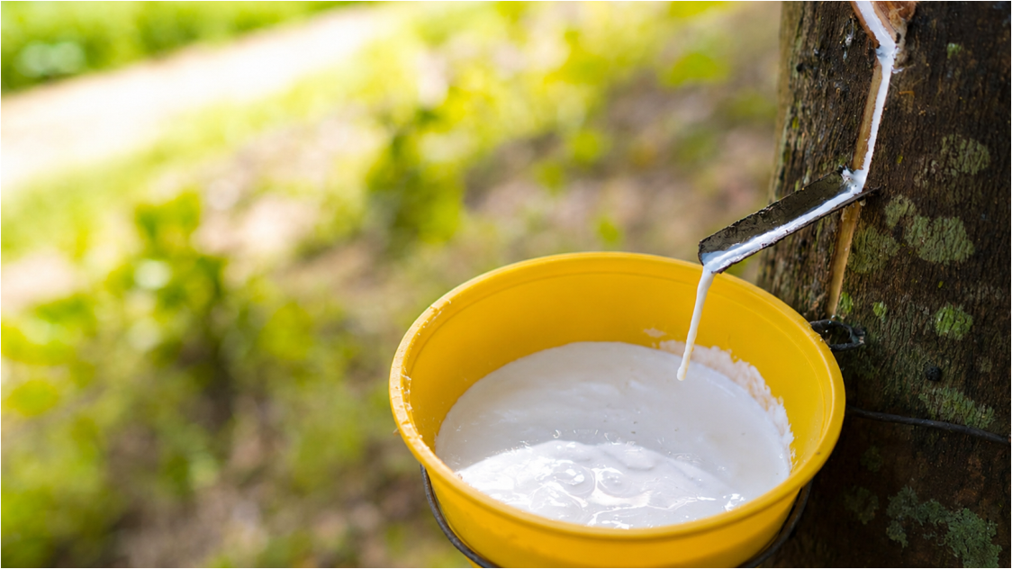 Rubber Prices Rebound! Supply Concerns Return, Can TSR20 Break Through 236 Cents Today?