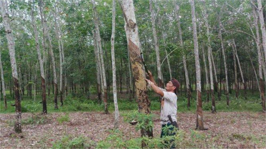 KPPU Sebut Kekuatan Tawar Petani Karet Sumut Akan Naik Jika Bentuk Koperasi