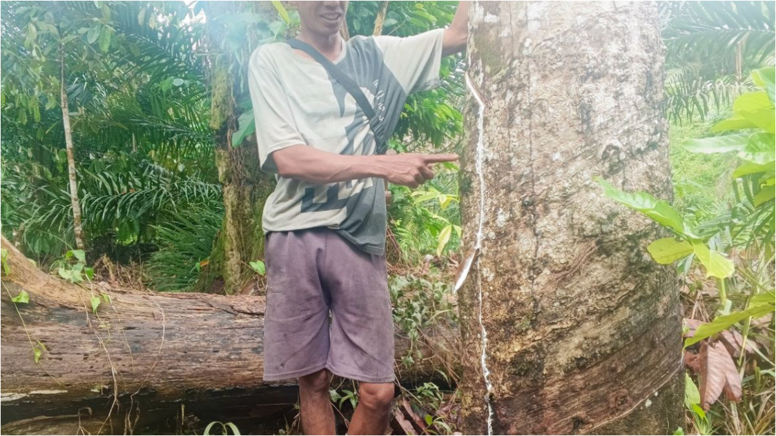 Lessons from the Rubber Slump: West Kalimantan Farmers Resist Full Conversion to Oil Palm