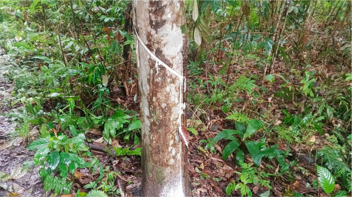 Industri Karet di Kalbar Bertahan dari Krisis Iklim dan Kepungan Sawit