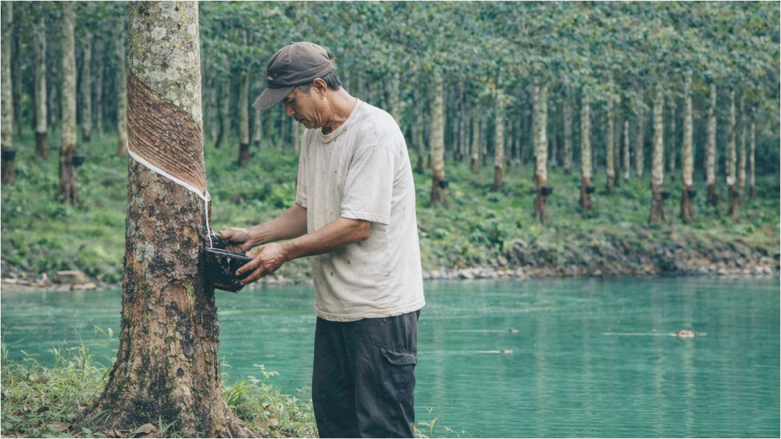 Harga Karet Global Berfluktuasi, Pasar Antisipasi Musim Produksi Baru