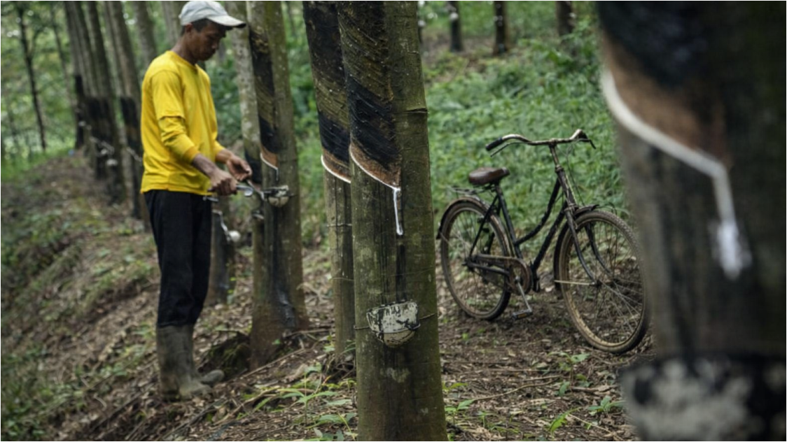 Harga Karet Alam Berfluktuasi, Sentimen Global dan Tekanan Pasar Bayangi Pergerakan