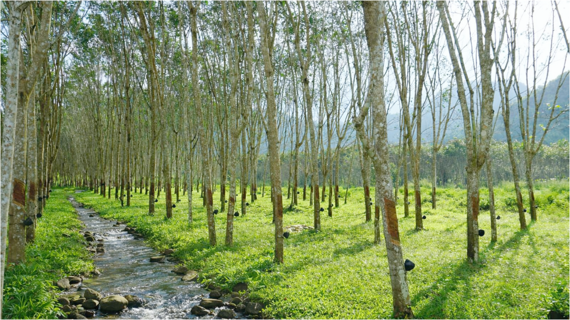Rubber Futures Mendekati Puncak 1 Bulan, Didukung Minyak Tinggi dan Pasokan Terbatas